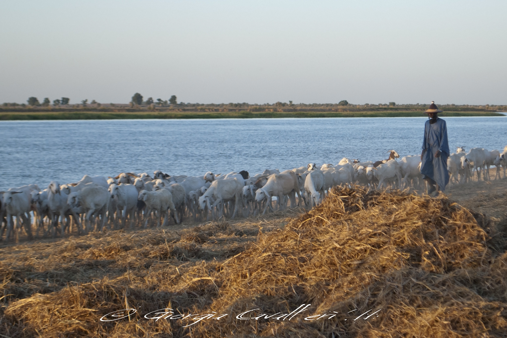 Gregge lungo il Niger