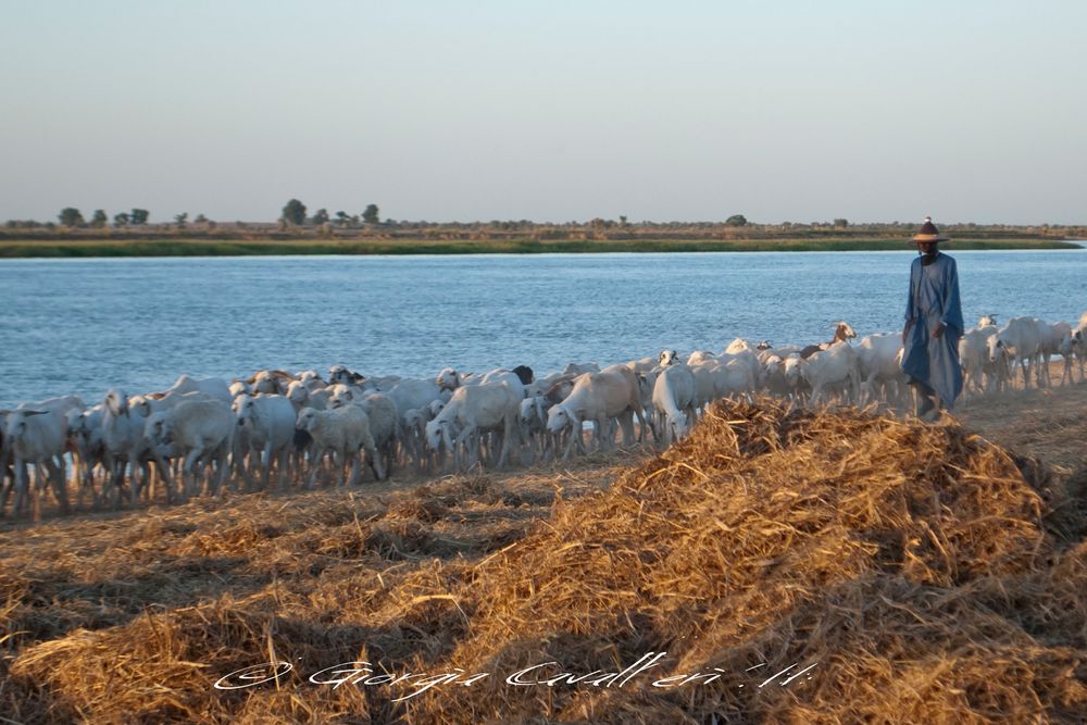 Gregge lungo il Niger