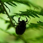 Gregor Samsa im Klettergarten