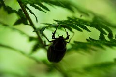 Gregor Samsa im Klettergarten