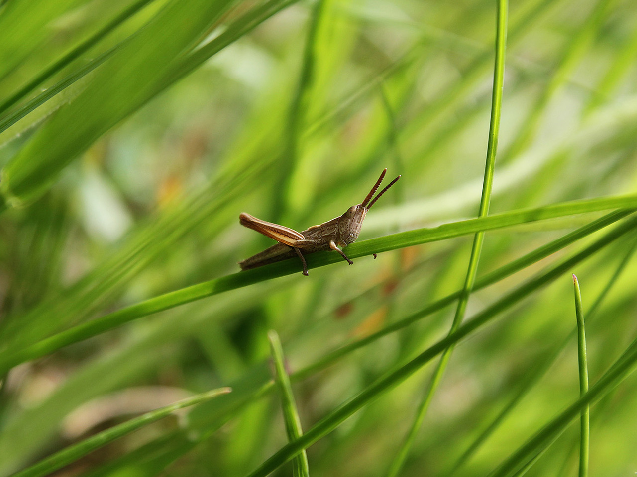 Gregor the grazing Grashopper