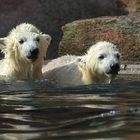 Gregor und Aleut - die Eisbären Zwillinge aus Nürnberg