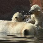 Gregor und Aleut und Mama Vera