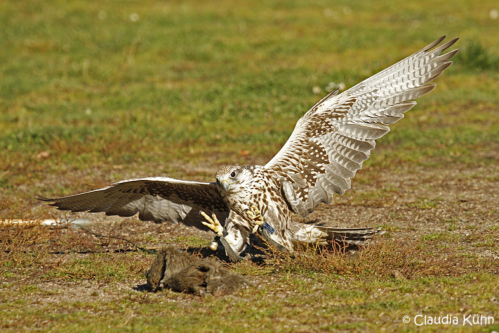 Greif die Beute - 1