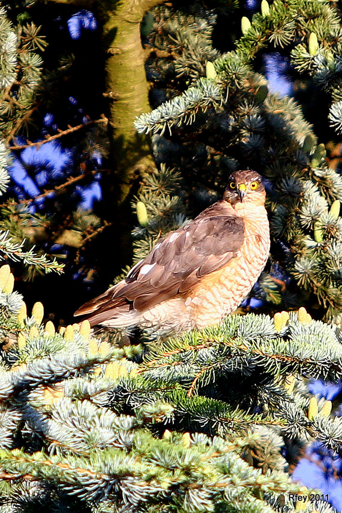 Greif im Baum 2