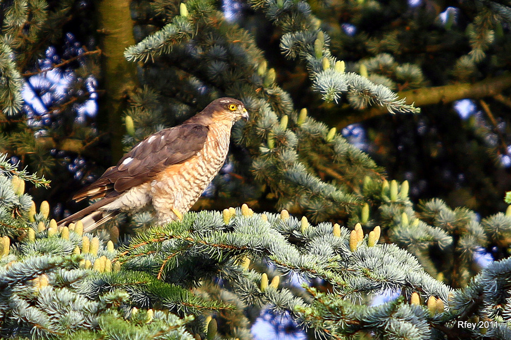 Greif im Baum