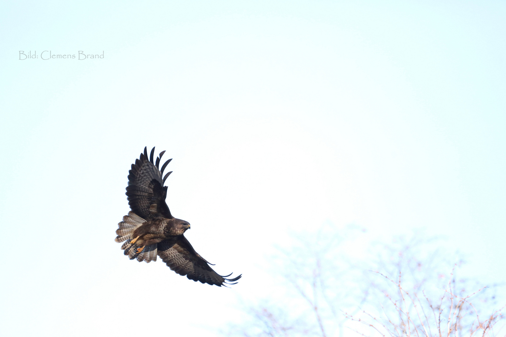 Greif im Flug II 