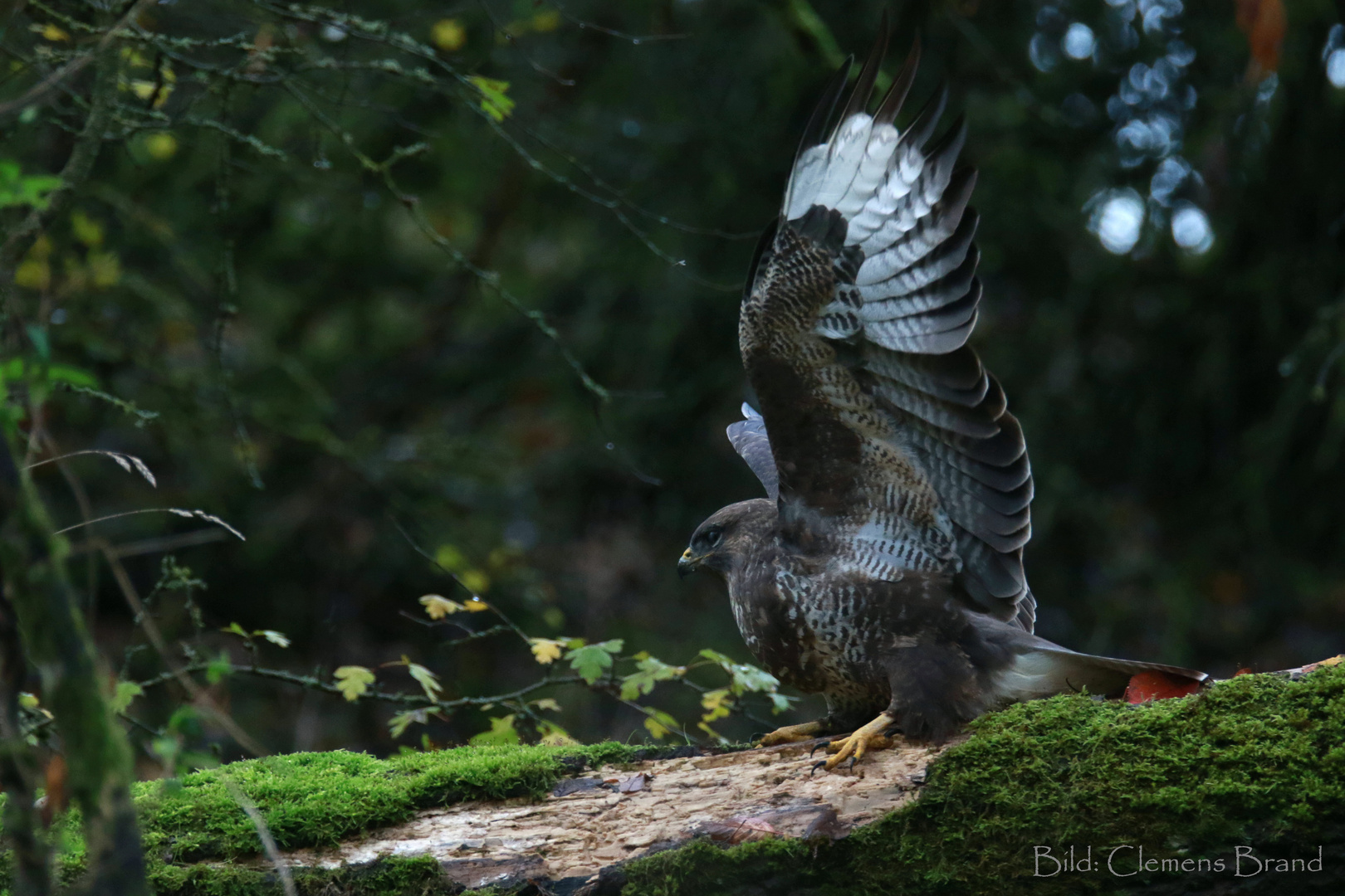  Greif im Herbstwald