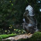  Greif im Herbstwald