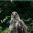 Greif im Vogelpark Marlow