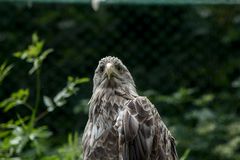 Greif im Vogelpark Marlow