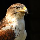 Greif im Wildpark Schloß Tambach