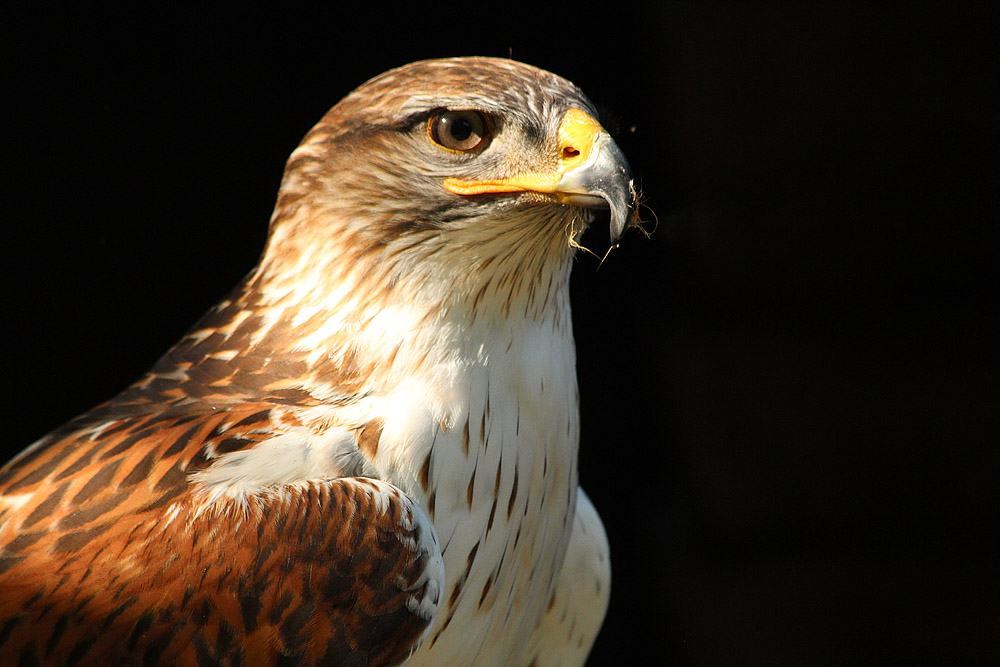 Greif im Wildpark Schloß Tambach