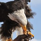 Greif-Vogel-Flugschau, Photokina 2014