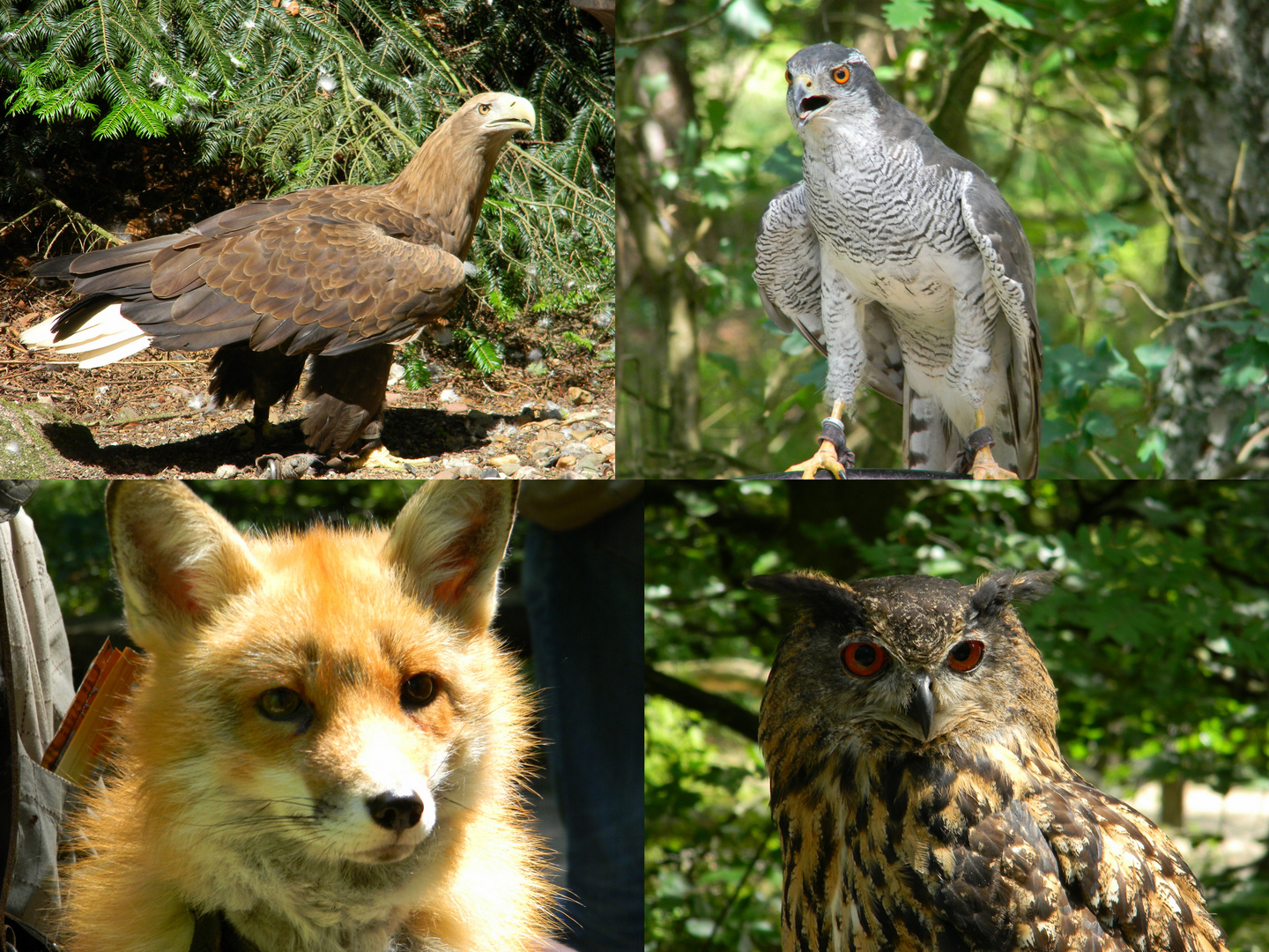 Greifcollage mit Fuchs