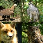 Greifcollage mit Fuchs