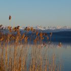 Greifensee