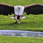 Greifenwarte Burg Guttenberg - Seeadler (reloaded)