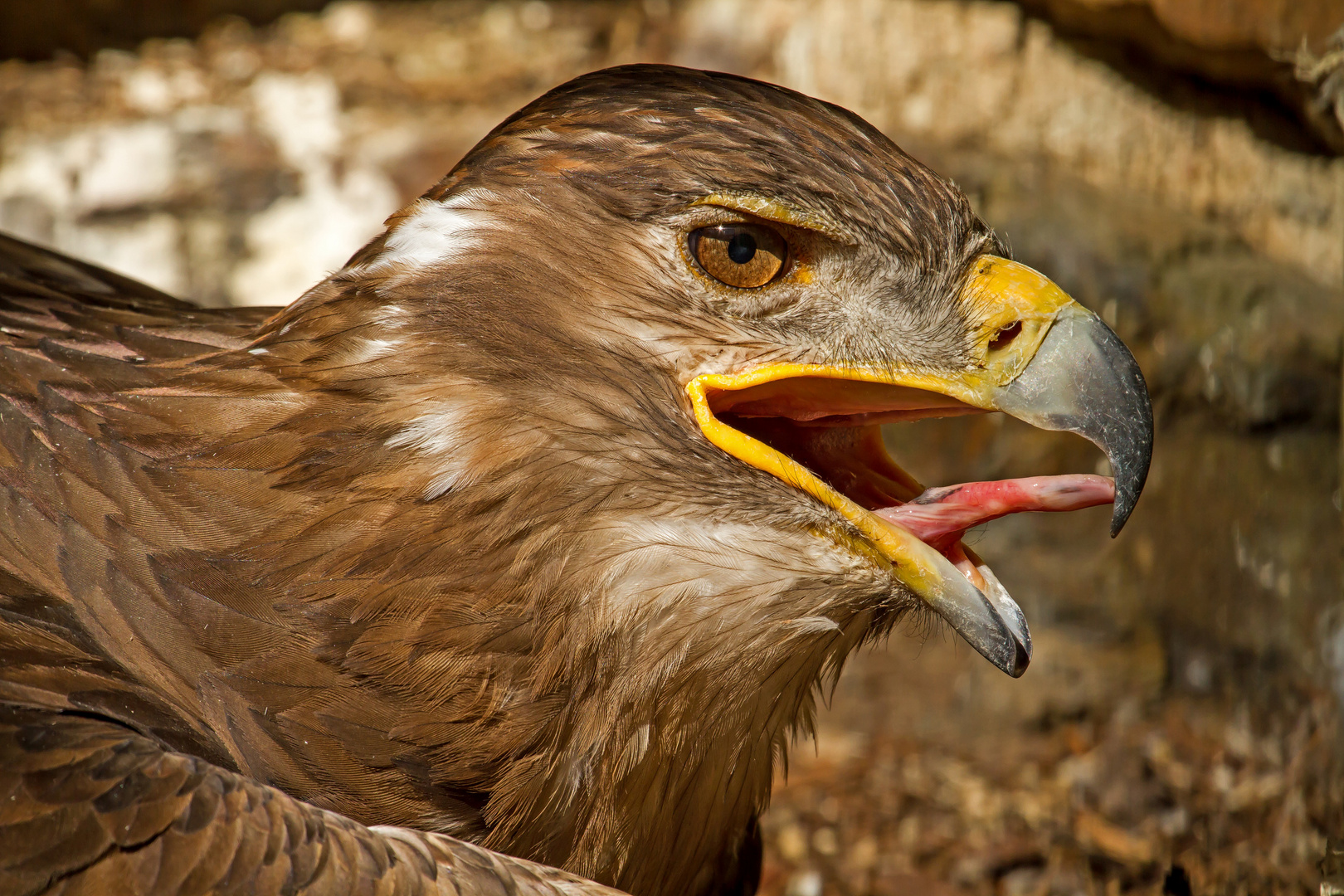 Greifer .........Vogelwarte Taunus Feldberg