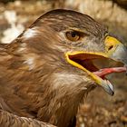 Greifer .........Vogelwarte Taunus Feldberg