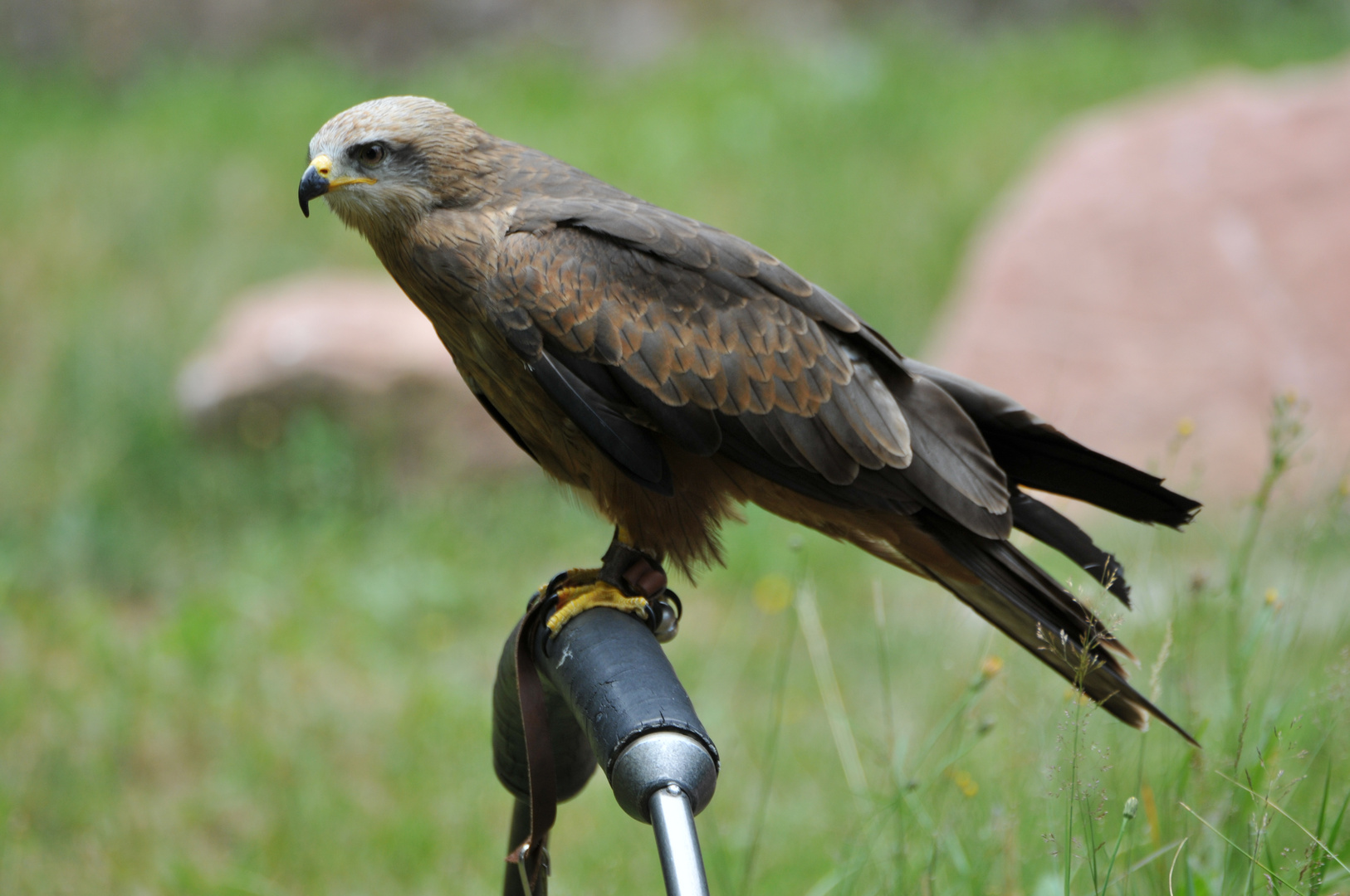 Greiffogel im Tierpark