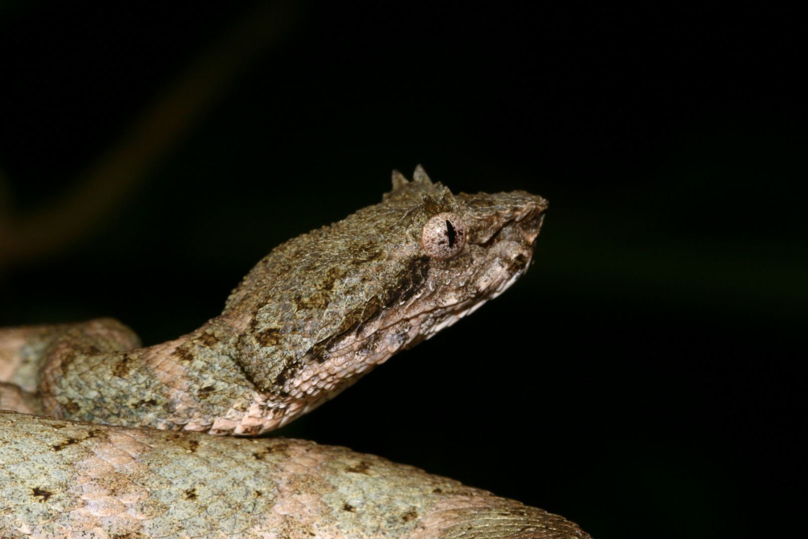 Greifschwanz-Lanzenotter B. schlegelii grau