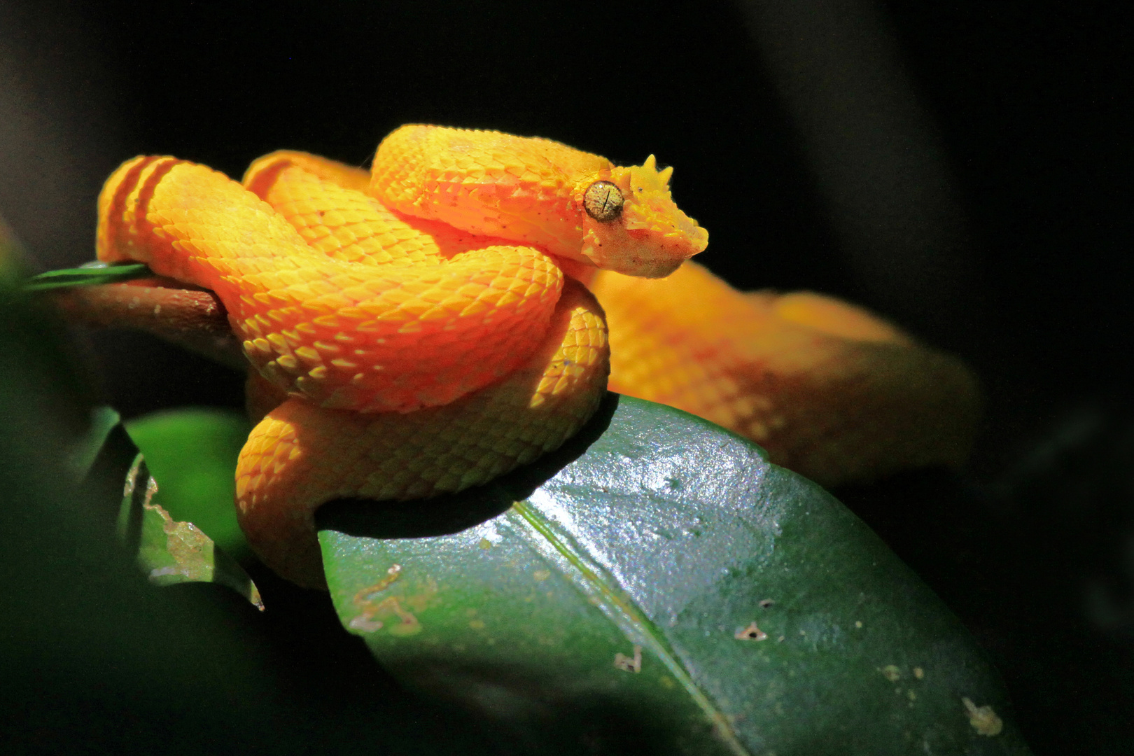 Greifschwanz-Lanzenotter, Costa Rica