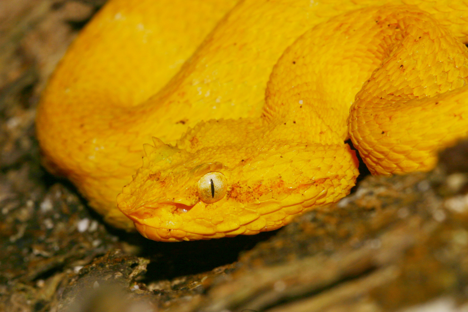 Greifschwanz Lanzenottern (Bothriechis schlegelii) lächeln immer