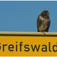 Greifswald