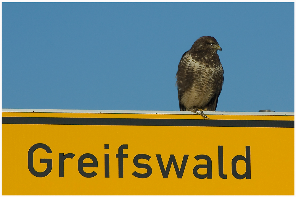 GREIFswald