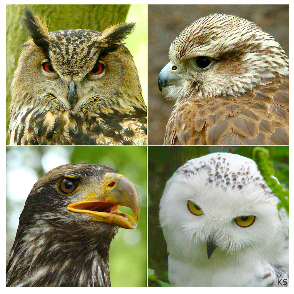 Greifvögel Foto &amp; Bild tiere, zoo, wildpark &amp; falknerei, vögel Bilder