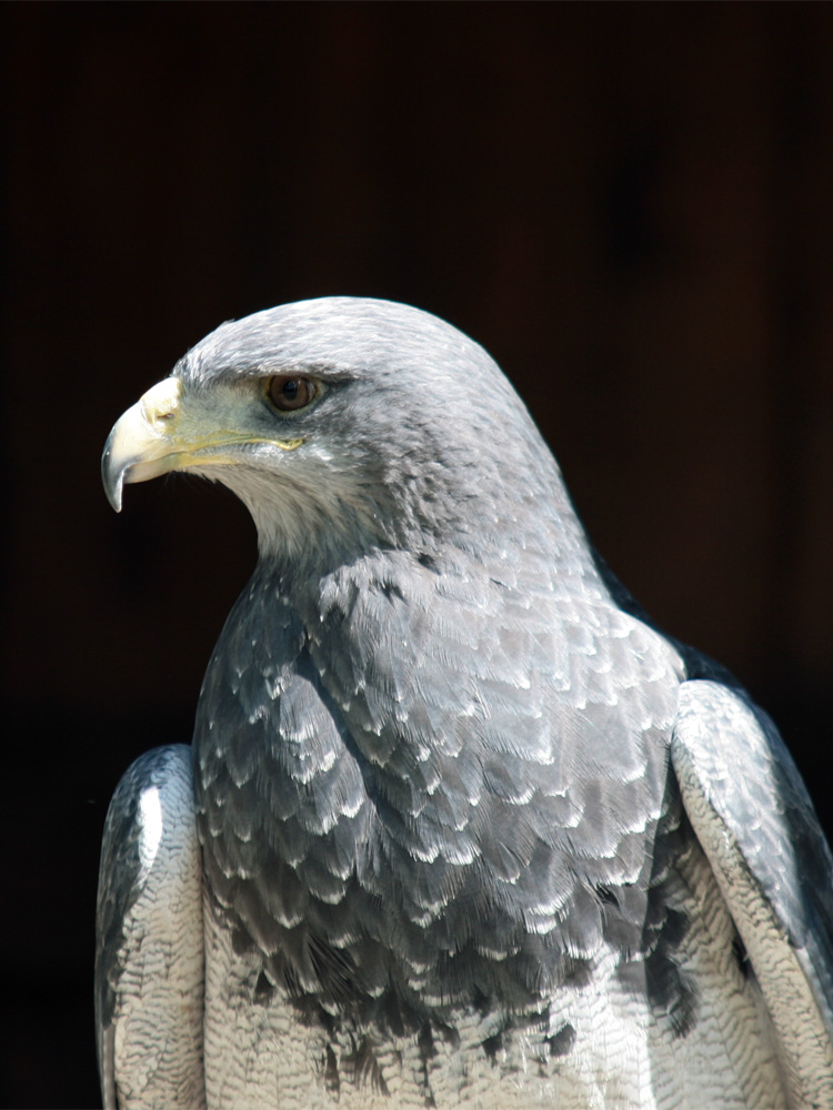 Greifvögel auf der Sababurg 2