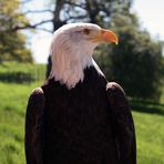 Greifvögel auf der Sababurg 3