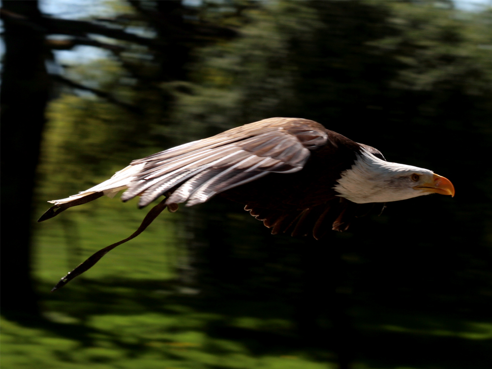 Greifvögel auf der Sababurg 5