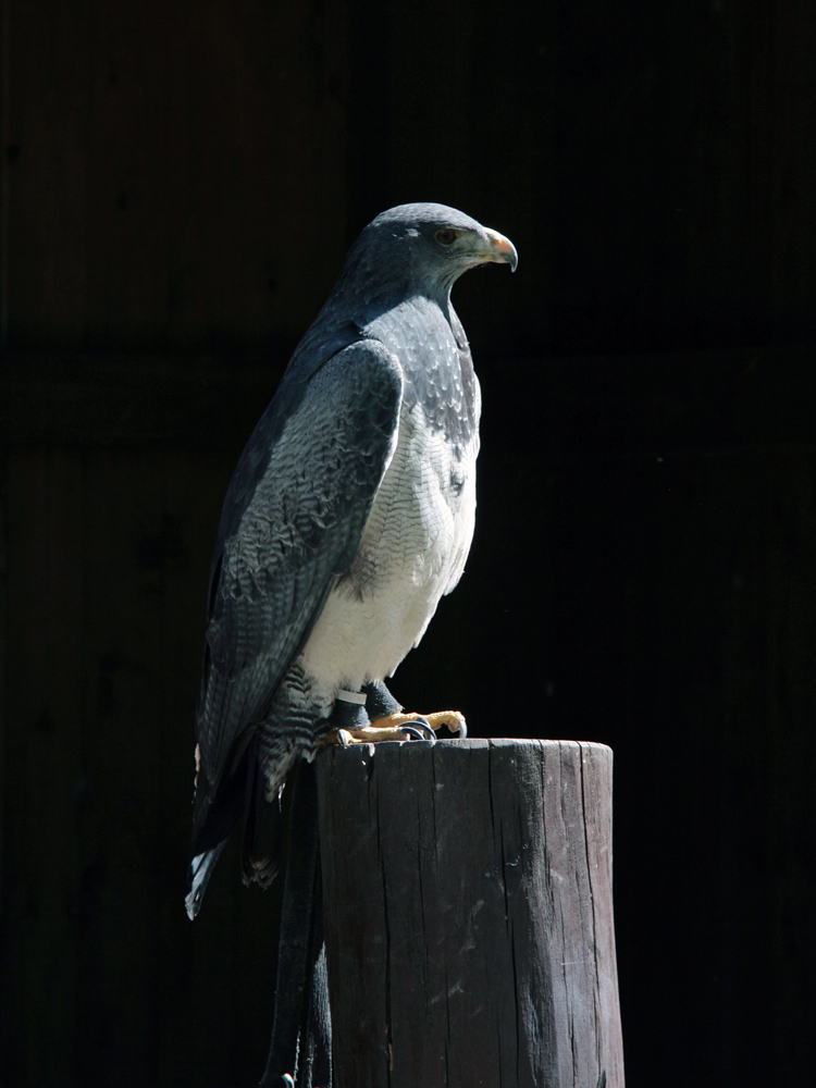 Greifvögel auf der Sababurg