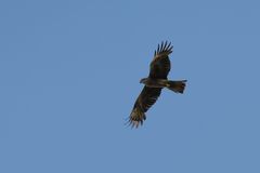 Greifvögel aus Brandenburg