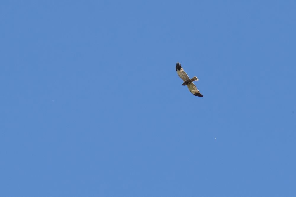 Greifvögel aus Brandenburg