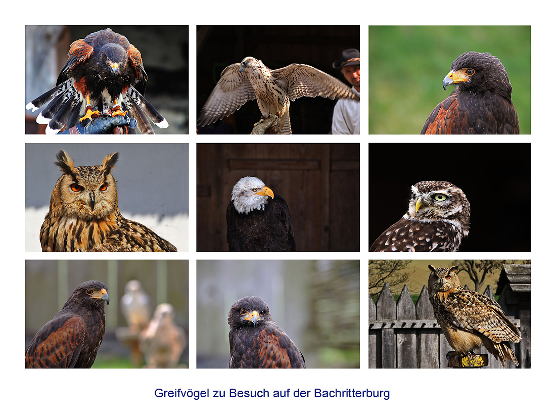 Greifvögel-Collage