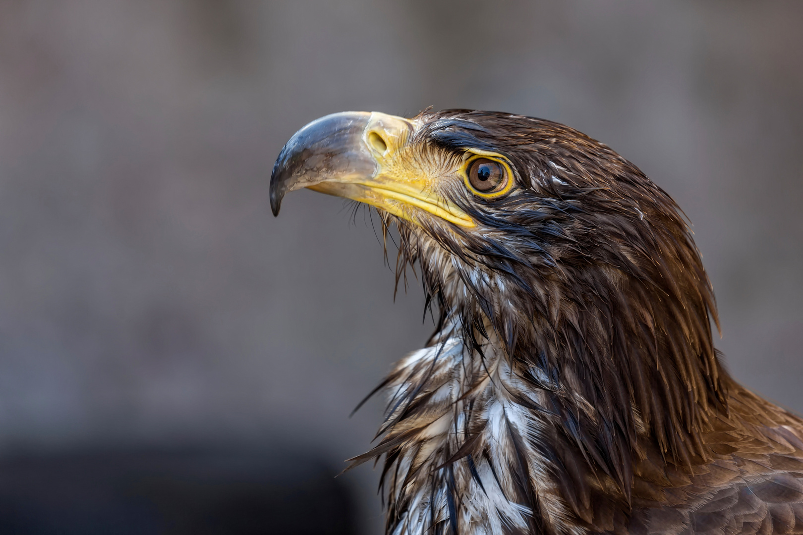 Greifvögel * Der Steinadler*