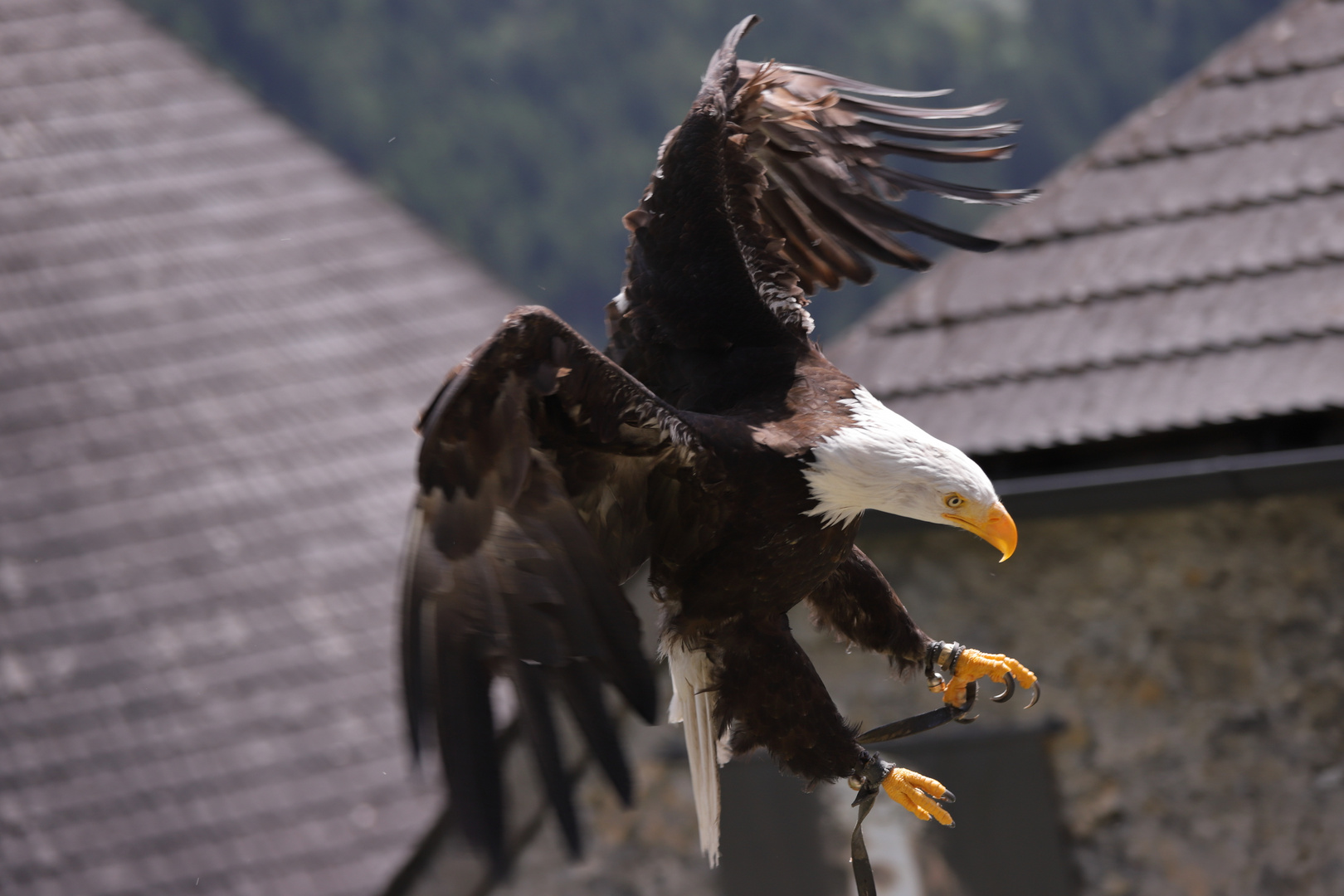 Greifvögel Foto & Bild | tiere, zoo, wildpark & falknerei, vögel Bilder