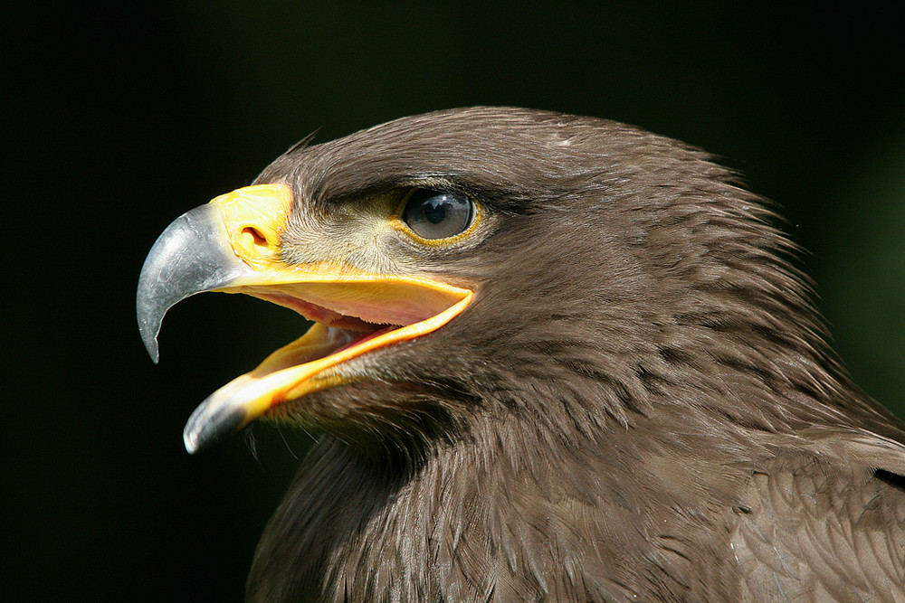 Greifvögel im Grugapark