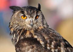 Greifvögel im Zoo Neunkirchen / Saar