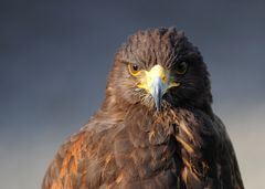 Greifvögel im Zoo Neunkirchen / Saar, Teil II