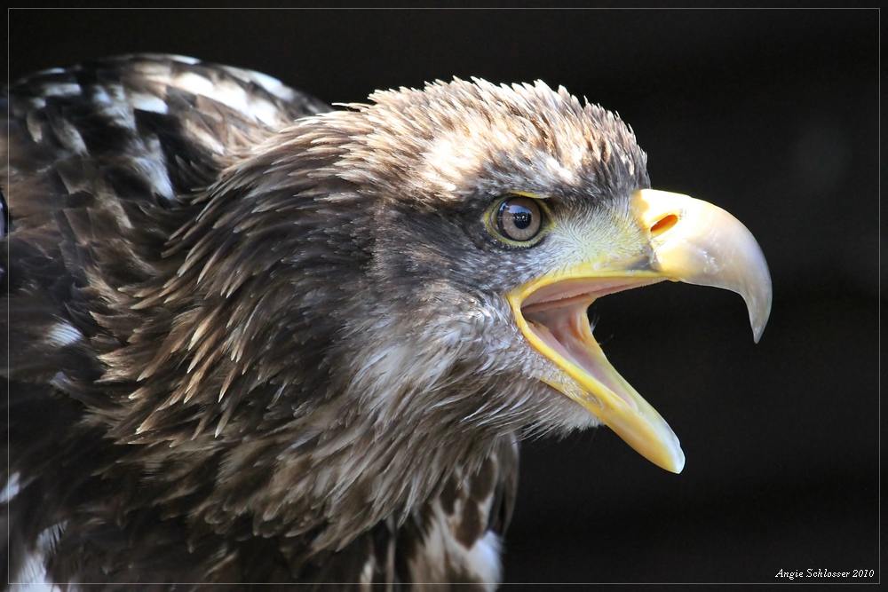 Greifvögel in Hellenthal 1