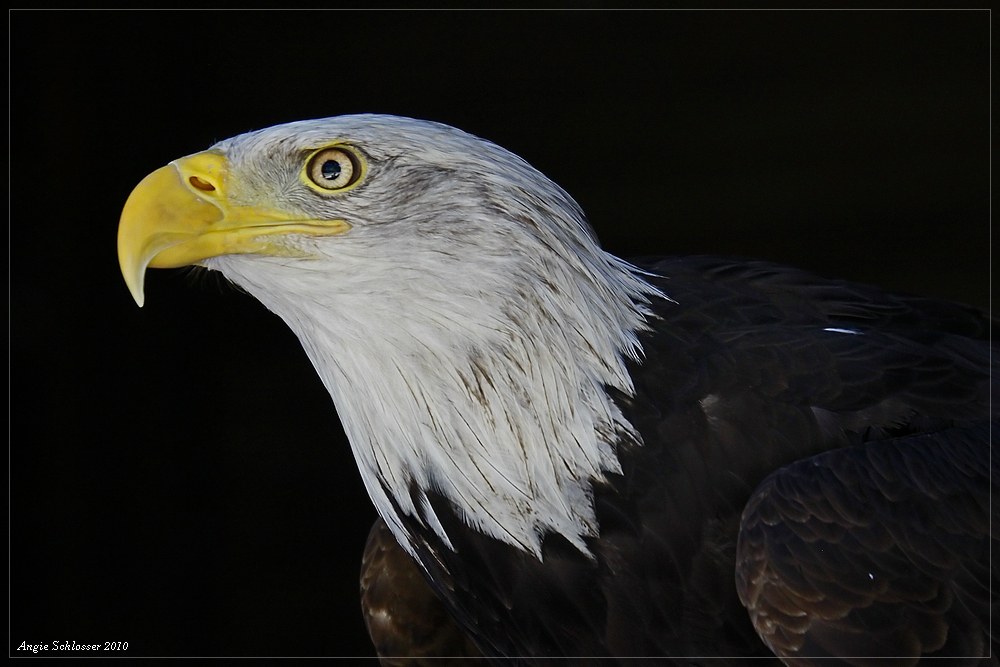 Greifvögel in Hellenthal 2