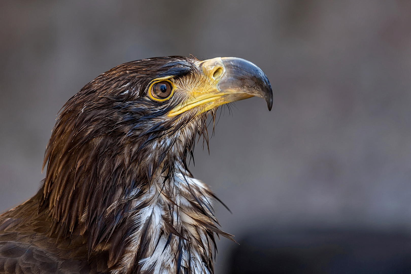 Greifvögel *Junger Steinadler*