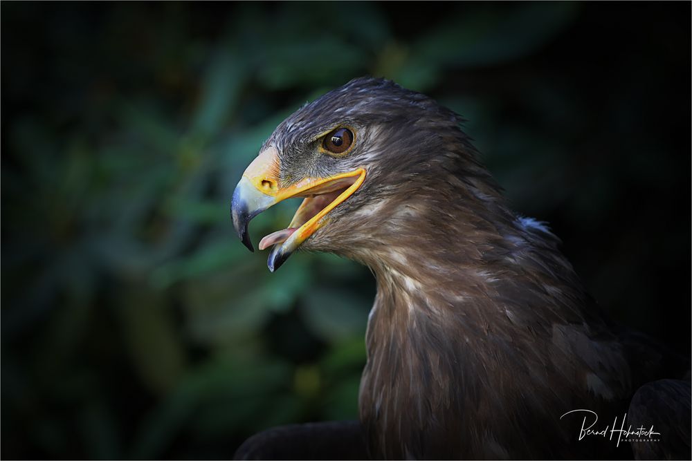 Greifvögel .... König der Lüfte