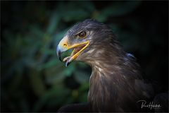 Greifvögel .... König der Lüfte