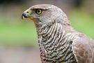 Greifvögel Zoo und Falknerei Kaiserslautern von Thomas Fuhrmann