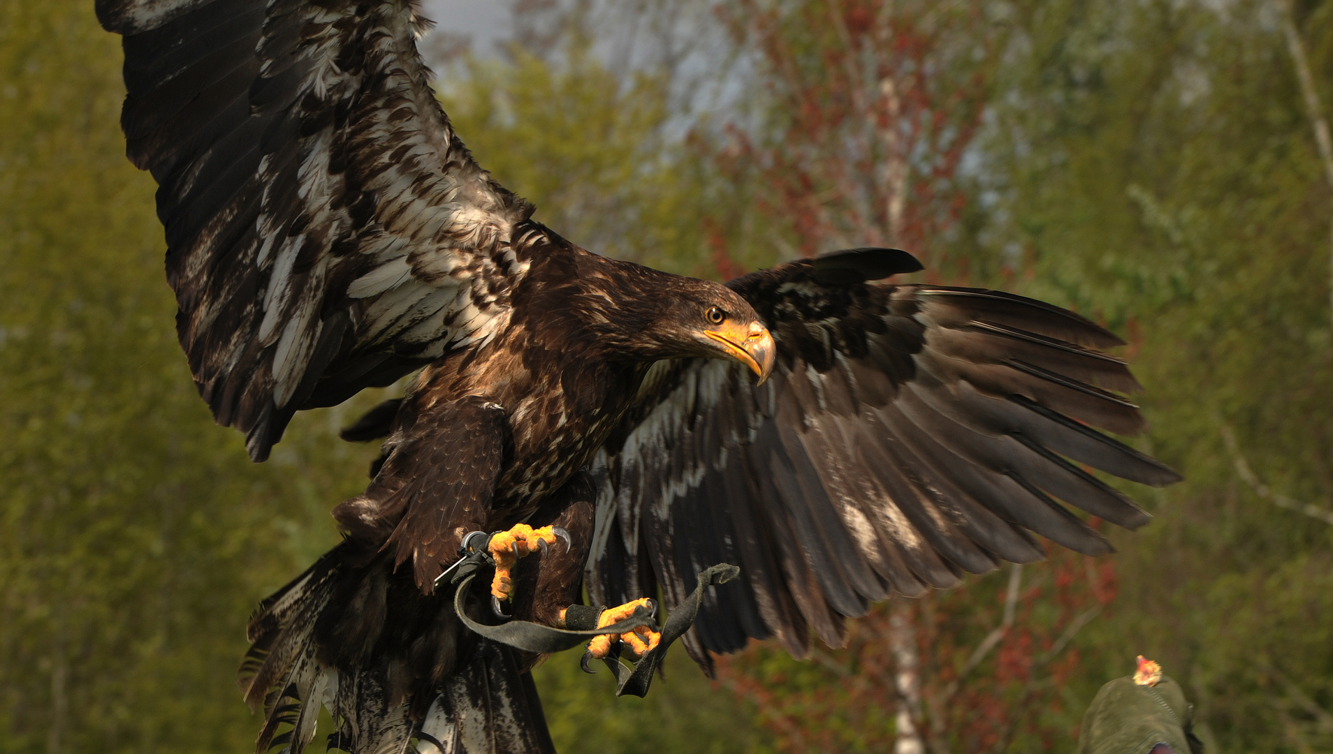 Greifvögelflugschau ( 02 )